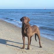 Chesapeake bay retriever Blæsborgs Chika