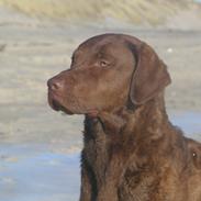 Chesapeake bay retriever Blæsborgs Chika