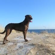 Chesapeake bay retriever Blæsborgs Chika