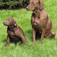 Chesapeake bay retriever Blæsborgs Chika