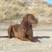 Chesapeake bay retriever Blæsborgs Chika