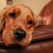 Cocker spaniel Zika