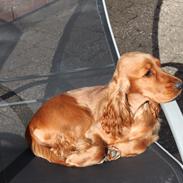 Cocker spaniel Zika