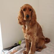 Cocker spaniel Zika
