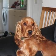 Cocker spaniel Zika