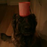 Schæferhund Aicha <3!