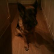 Schæferhund Aicha <3!