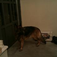 Schæferhund Aicha <3!