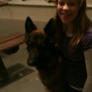 Schæferhund Aicha <3!