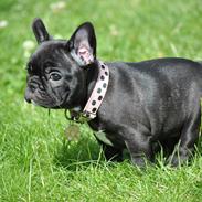 Fransk bulldog CARTE TRUFFÉ OPAL OLYMPIA "Miss Noora"