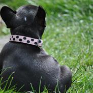 Fransk bulldog CARTE TRUFFÉ OPAL OLYMPIA "Miss Noora"