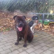 Blanding af racer Tyson