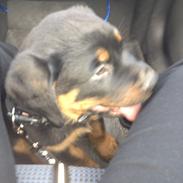 Rottweiler Kenzo ( R.I.P himmelhund)