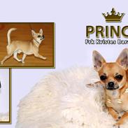 Chihuahua Frk Kvistes Barasso *Prince*