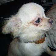 Chihuahua Ricko