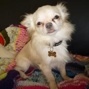 Chihuahua Ricko