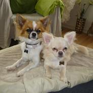 Chihuahua Ricko