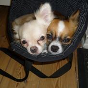 Chihuahua Ricko