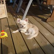 Chihuahua Ricko
