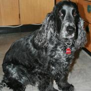 Cocker spaniel Klisterpapiret Sally B. R.I.P 16.2.18