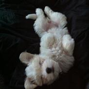 Coton de tulear Athena