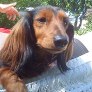 Gravhund R.I.P. Molly <3