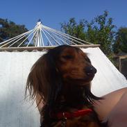 Gravhund R.I.P. Molly <3