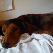 Gravhund R.I.P. Molly <3