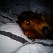 Gravhund R.I.P. Molly <3