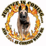 Malinois Isell´s Uzo
