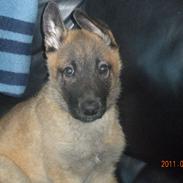 Malinois Isell´s Uzo