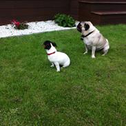 Jack russell terrier Kiwi