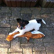 Jack russell terrier Kiwi