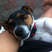Jack russell terrier Kiwi