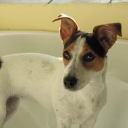 Jack russell terrier Lucky