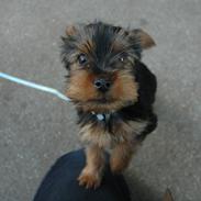 Yorkshire terrier Kenta