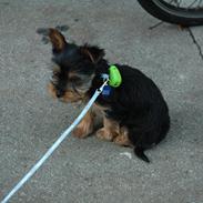 Yorkshire terrier Kenta