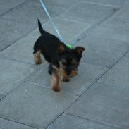 Yorkshire terrier Kenta