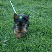Yorkshire terrier Kenta