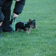 Yorkshire terrier Kenta