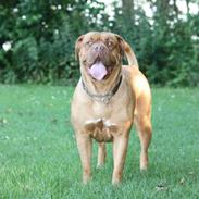 Dogue de bordeaux Den Røde Løber Michell's Eternity - Malou