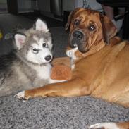 Blanding af racer Balto