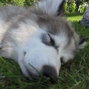 Blanding af racer Balto