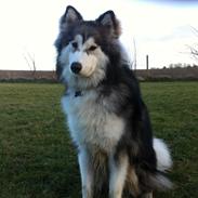 Blanding af racer Balto