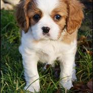 Cavalier king charles spaniel Baloo
