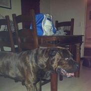 Blanding af racer Tyson