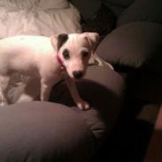 Jack russell terrier Jackie