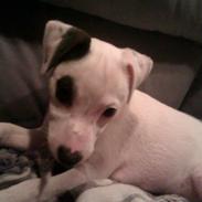 Jack russell terrier Jackie