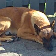 Malinois Nacho von der lausbuben