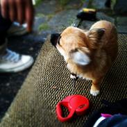 Chihuahua Chili